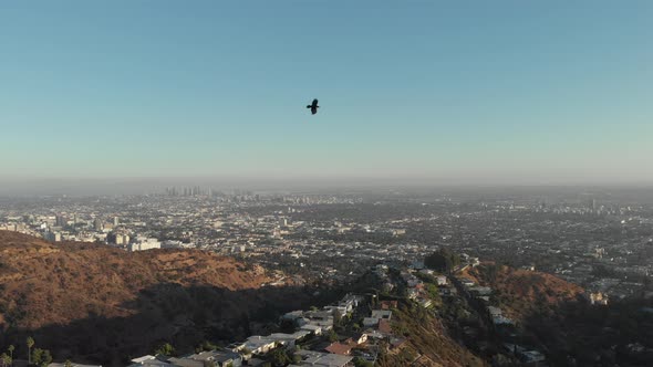 High above the Hollywood hills with the city of LA in the distance, a black bird flys by.