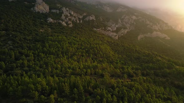 View of forest covered with trees