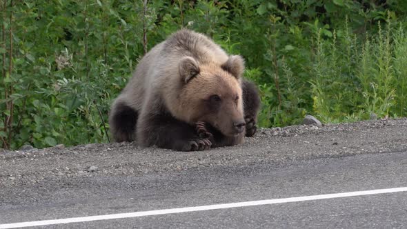 Hungry Kamchatka Brown Bear Lies on Roadside of Asphalt Road