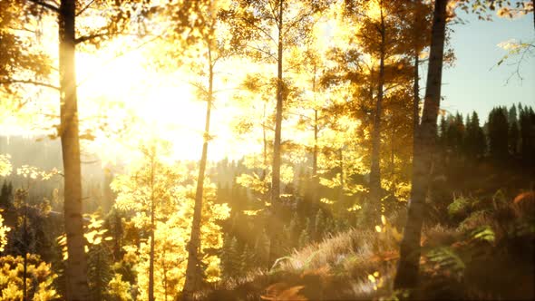 Bright Sunset in the Mountains with Forest