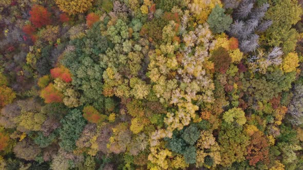 Colorful Backround Image of Autumn Leaves Perfect for Seasonal Use