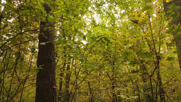 Forest Beautiful Landscape in an Autumn Day