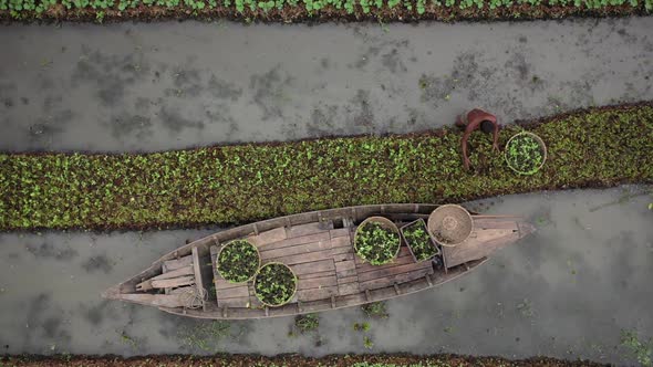 Aerial view of farmers doing the harvest in Banaripara, Barisal, Bangladesh.