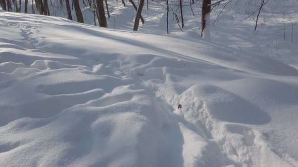 Snow in the winter park