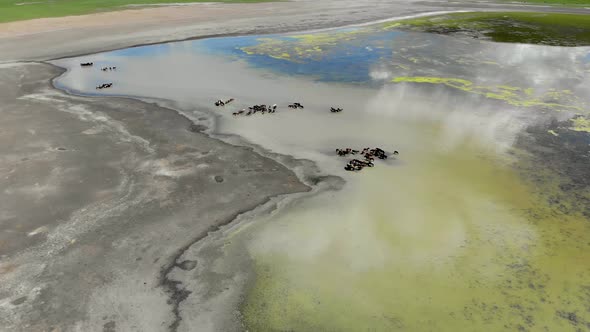 Free Herd of Animals in Natural Lake Water in Treeless Terrestrial Geography