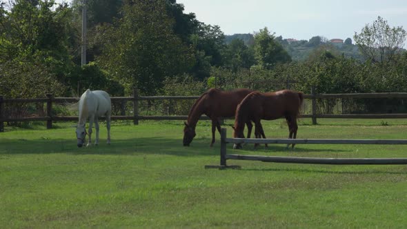 Horses grazing on green field.