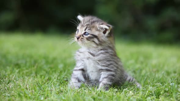 Tabby kitten sitting on grass