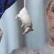 Medical Research Scientist Tests Vaccine Experimental Drug on a Laboratory Mouse Injecting It with - VideoHive Item for Sale