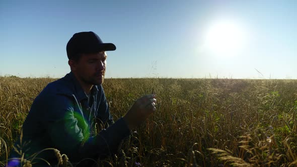 Farmer Businessman Inspects Wheat Field and Examines an Ear of Wheat at Sunrise