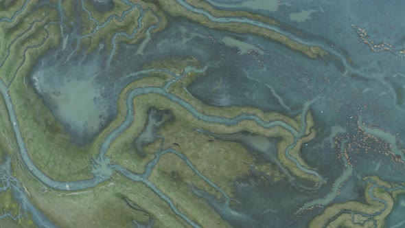 Aerial view of birds flock over Scheldt river ,The Netherlands.