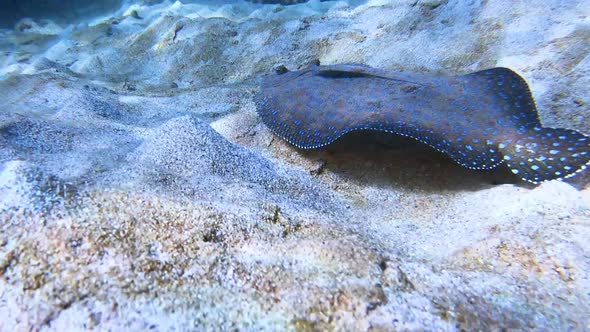 Sanddab fish with sucker fish swimming along bottom in the ocean