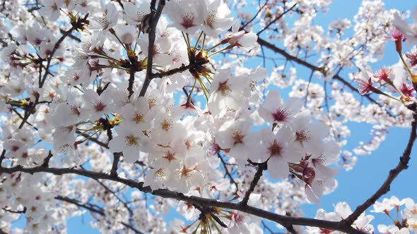 Spring Cherry Blossom