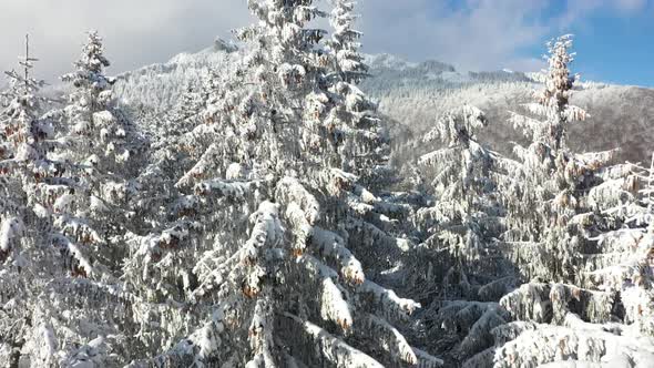 Snowy Trees