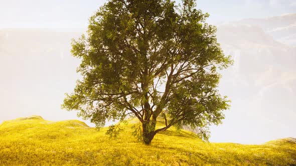 Spring Field Wit Lone Tree