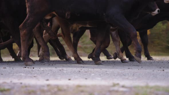 Cows' feet walking on road view