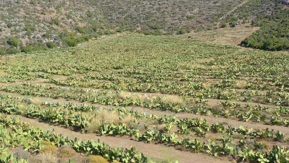 Aerial Flight Over a cactus farm in Greece