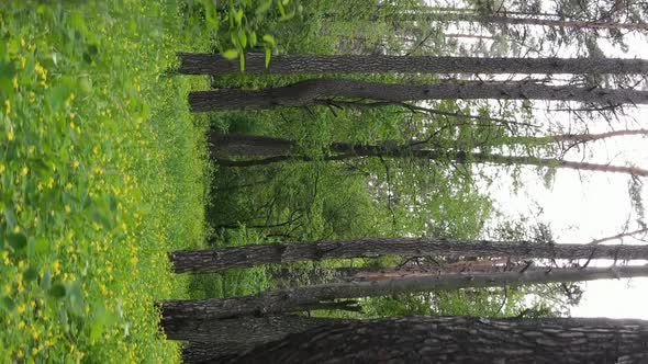 Vertical Video of a Beautiful Green Pine Forest on a Summer Day Slow Motion