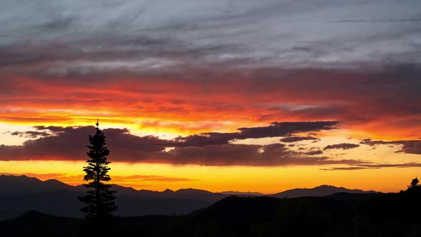 Single pine tree silhouetted against the sky during vibrant sunset