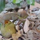 Squirrel Eating Jackfruit - VideoHive Item for Sale