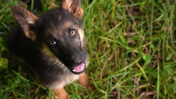 Small Cute Stray Dog Gets Affection From Stranger Homeless Pet with Kind Grateful Eyes Looks Into