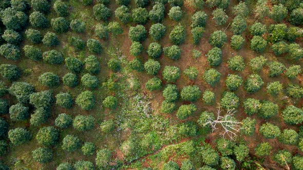 Aerial Shot of Coffee Plantations on Hillsides in Mountains