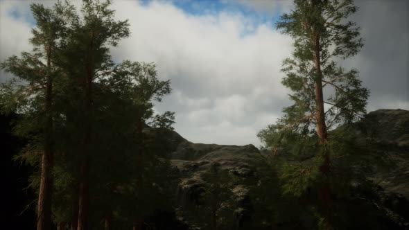 Fog and Pine Trees on Rugged Mountainside and Coming Storm