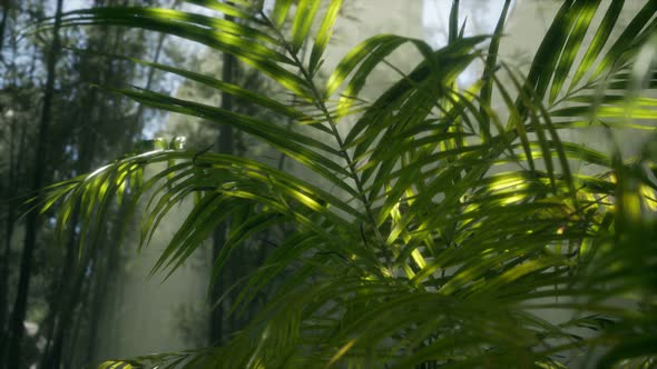 Bright Light Shining Through the Humid Misty Fog and Jungle Leaves alt
