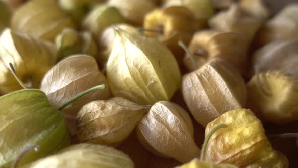 Physalis