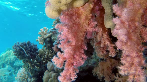 Underwater Colorful Broccoli Soft Coral