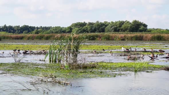 Traveling By Boat Over Green Waters Of Danube Delta River Surrounded By Lush Foliage Forest Nature L