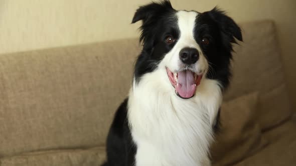 Funny Portrait of Puppy Dog Border Collie Sitting on Couch Indoor