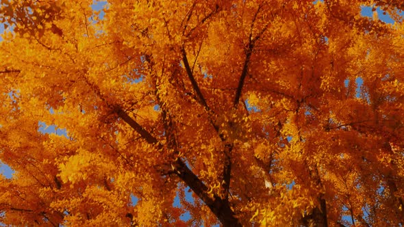 The bright yellow leaves of the Ginkgo Biloba tree in autumn