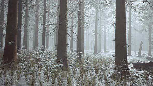 Frozen Winter Forest in the Fog