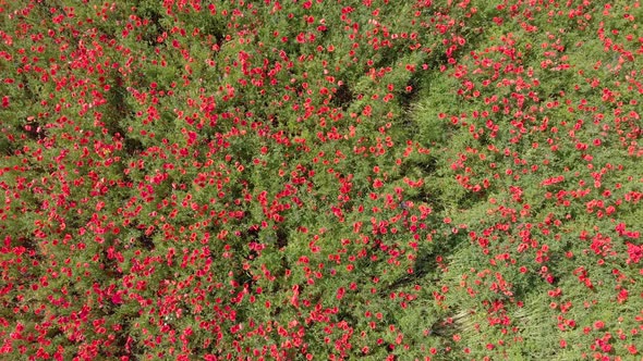 Field Poppy Flower