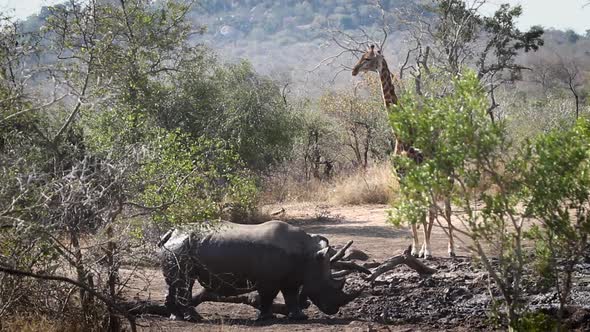 Southern white rhinoceros in Kruger National park, South Africa