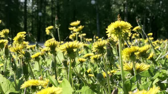 Scenic Spring Meadow with Many Bright Yellow Dandelions