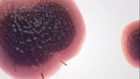 Bacteria cell destruction animation video