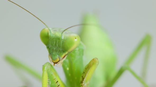 Closeup Praying Mantis On Gray Background