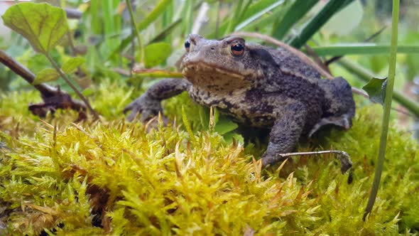 Close up from a Common toad 