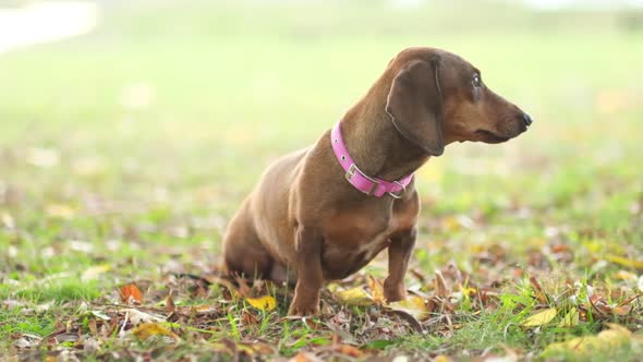 Beautiful Dachshund Puppy Dog Sad Eyes Dog Portrait