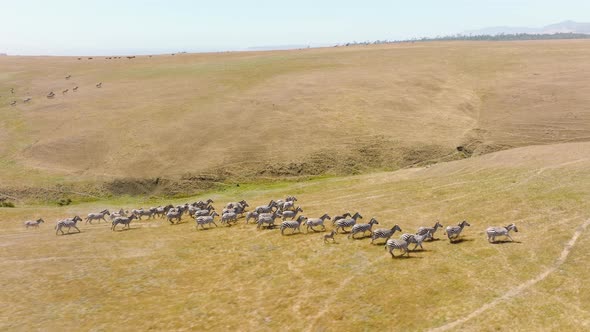 Aerial Drone Wild Zebras Herd Great Migration in African Savanna Serengeti Park