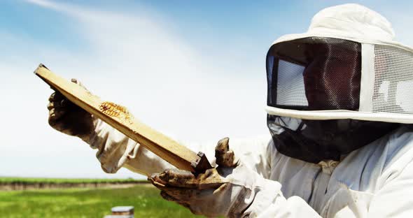 Beekeeper harvesting honey