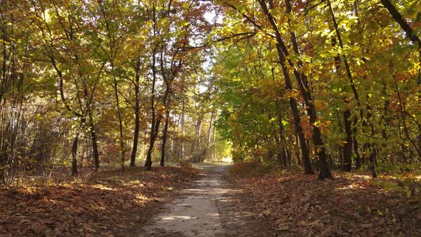 Forest with Trees in the Fall During the Day