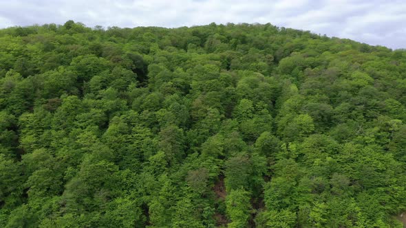 Mountains covered with forest