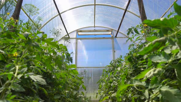 Lush Tomato Plants Bloom Under the Rays of the Sun Light in the Greenhouse