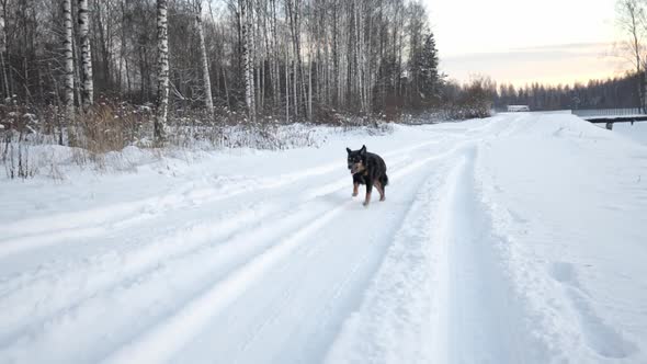 Happy Dog Running Along Snowy Road in Winter