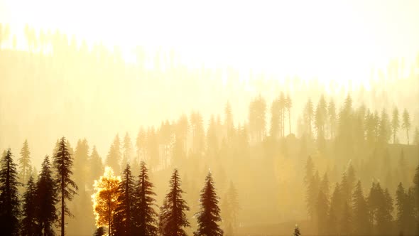 Sunlight in Spruce Forest in the Fog on the Background of Mountains at Sunset