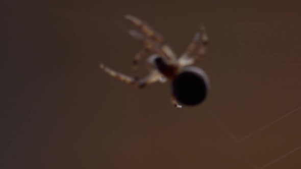 Spider Weaves a Web