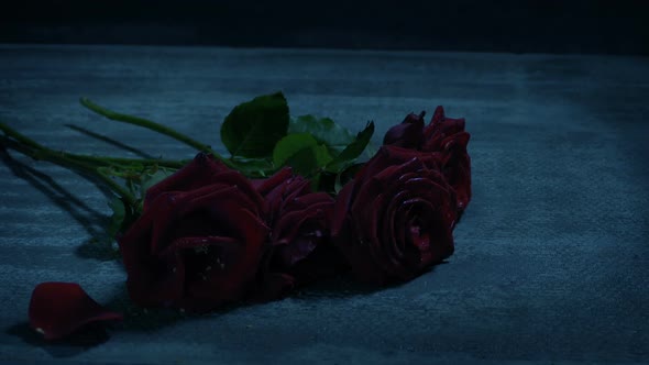 Roses Dropped And Walked On In Moody Darkness