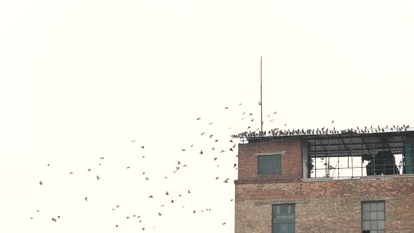 Group of Pigeon Gathered on Rooftop.